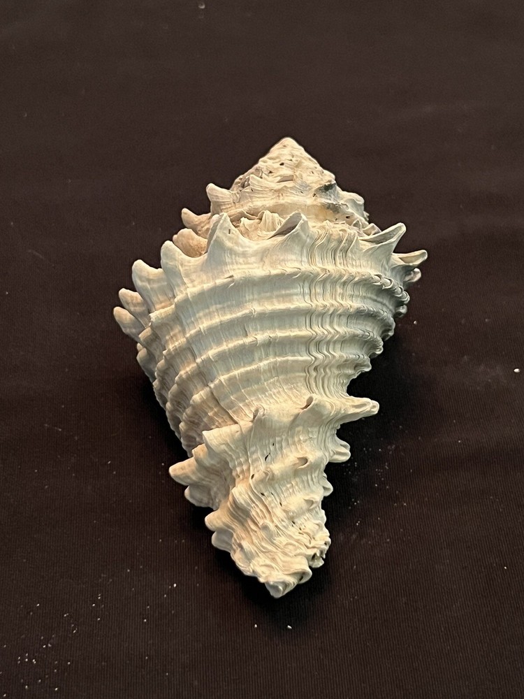 EXTINCT Fossilized VASE Shell From Central Florida & BONUS Shell.
