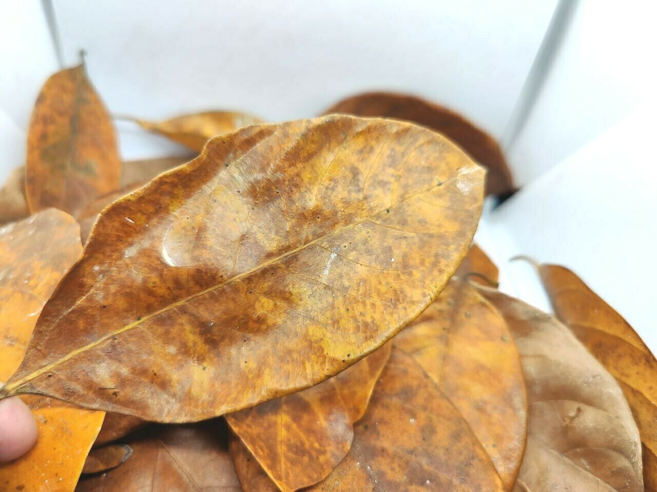 100% organic dried Jack fruit leaves Leaves Bio Film Shrimp Aquarium leaves
