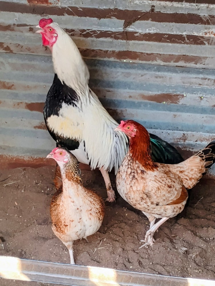 6 Silver longtail Chicken hatching eggs L@@K!