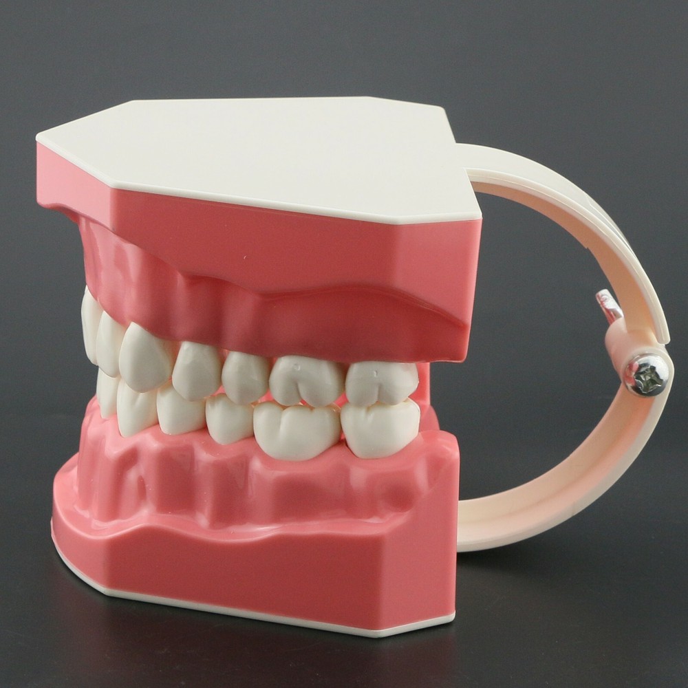 USA Dental Brushing Flossing Practice Teeth Typodonts Model Teaching Studying