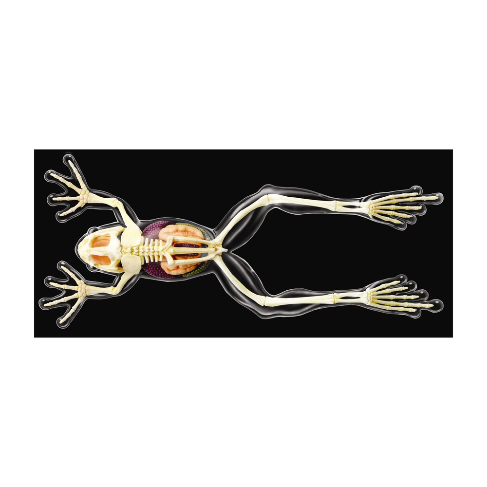 New - 4D Master 4D Vision Full Skeleton Frog Model - Ages 8+ | 1 player