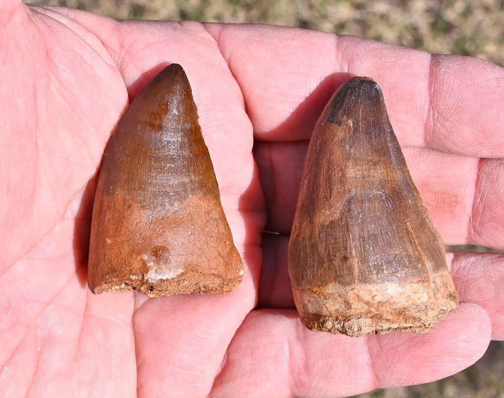 TWO LARGE Mosasaur teeth, from Morocco