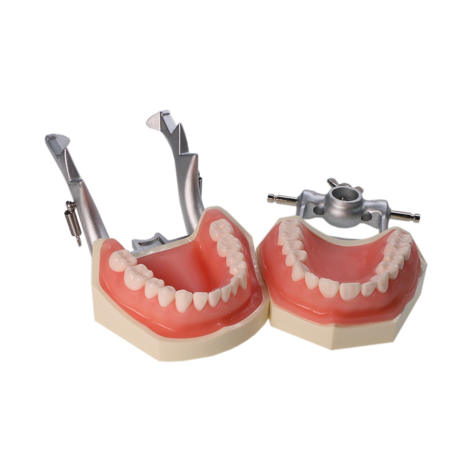 Kilgore Nissin 200/500 Dental Typodont Model With Removable Teeth Mounting Pole