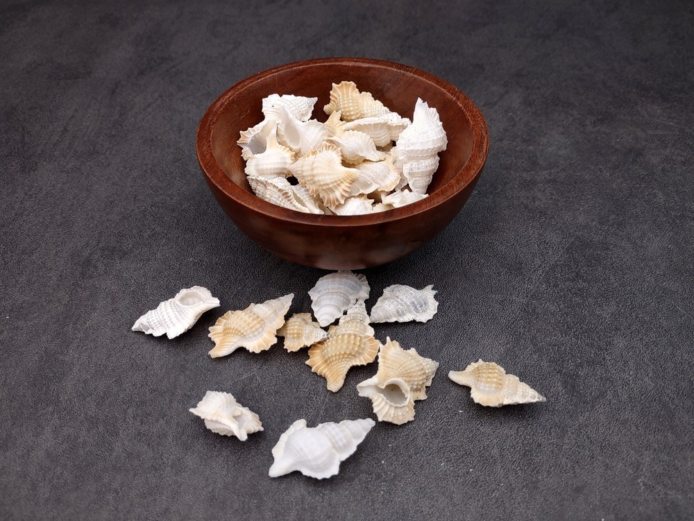 Small Frog Seashells Biplex Perca (10 shells approx. 1+ inches)