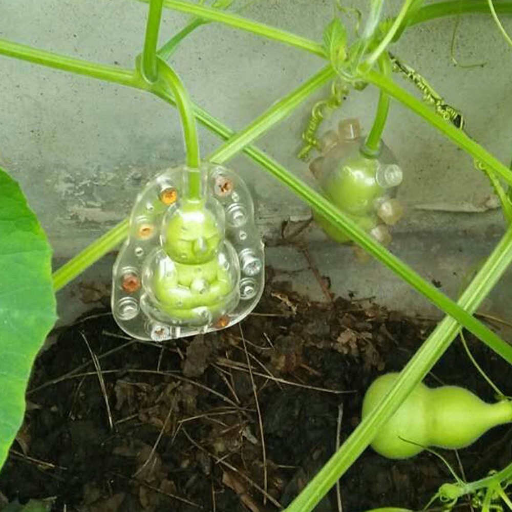 Fruit Plastic Premium Shaping Molds Surprise Experience Transparent Cm Pc