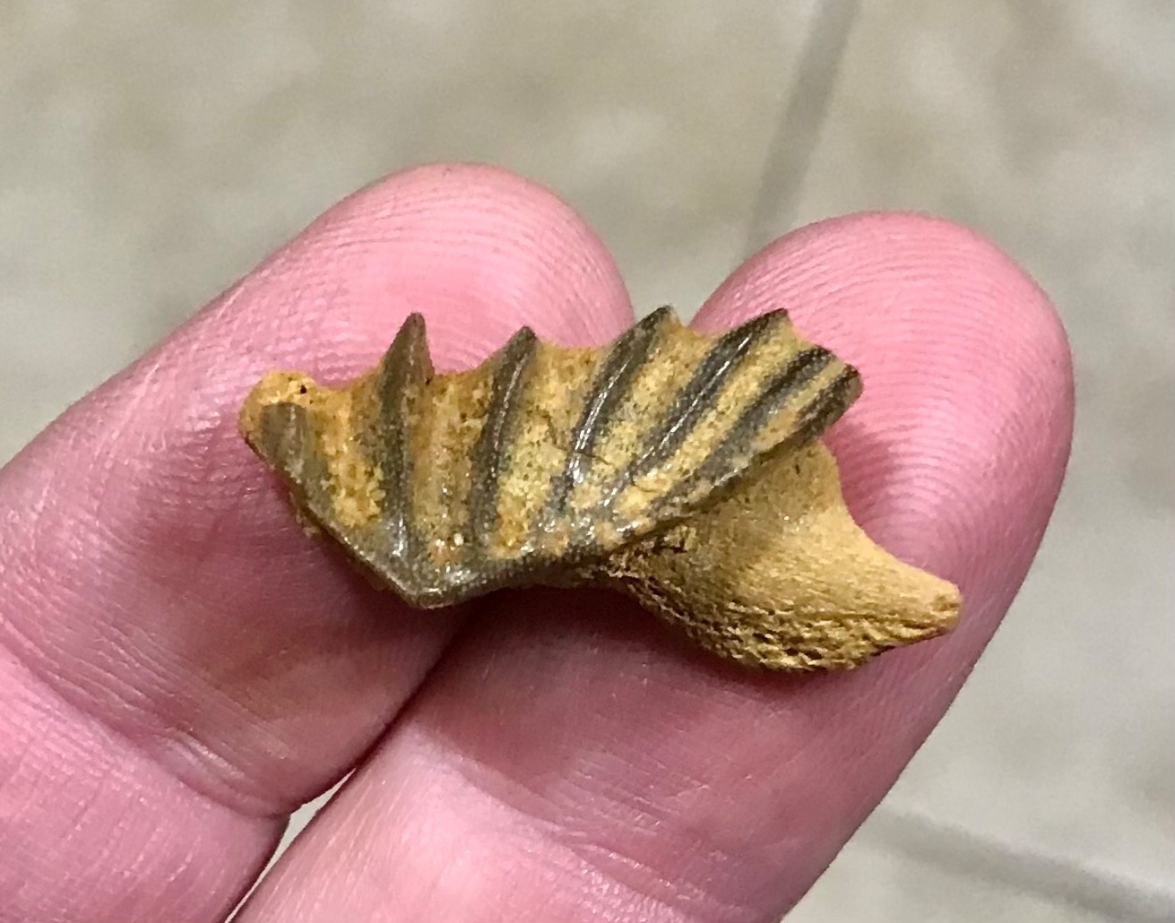 GRAND & AWESOMELY RARE LUNGFISH TOOTH PLATE W PARTIAL JAW ATTACHED FOSSIL