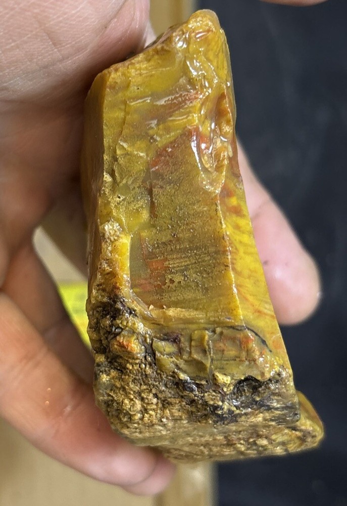 Colorful petrified wood