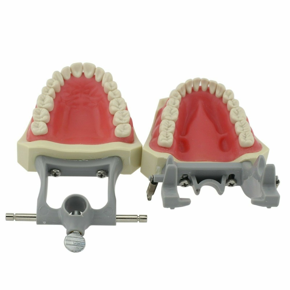 Columbia Dentoform Dental Typodont Model 32pcs Removable Teeth Soft Gingiva