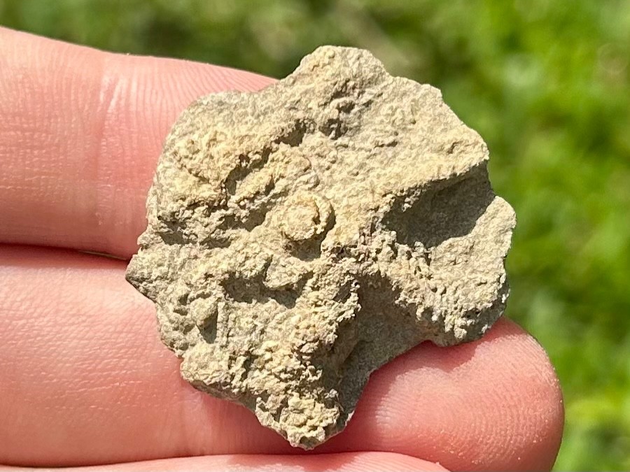 Alabama Fossil Starfish Cast Mississippian Age Bangor Limestone Formation