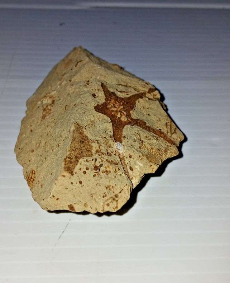 Starfish Fossil