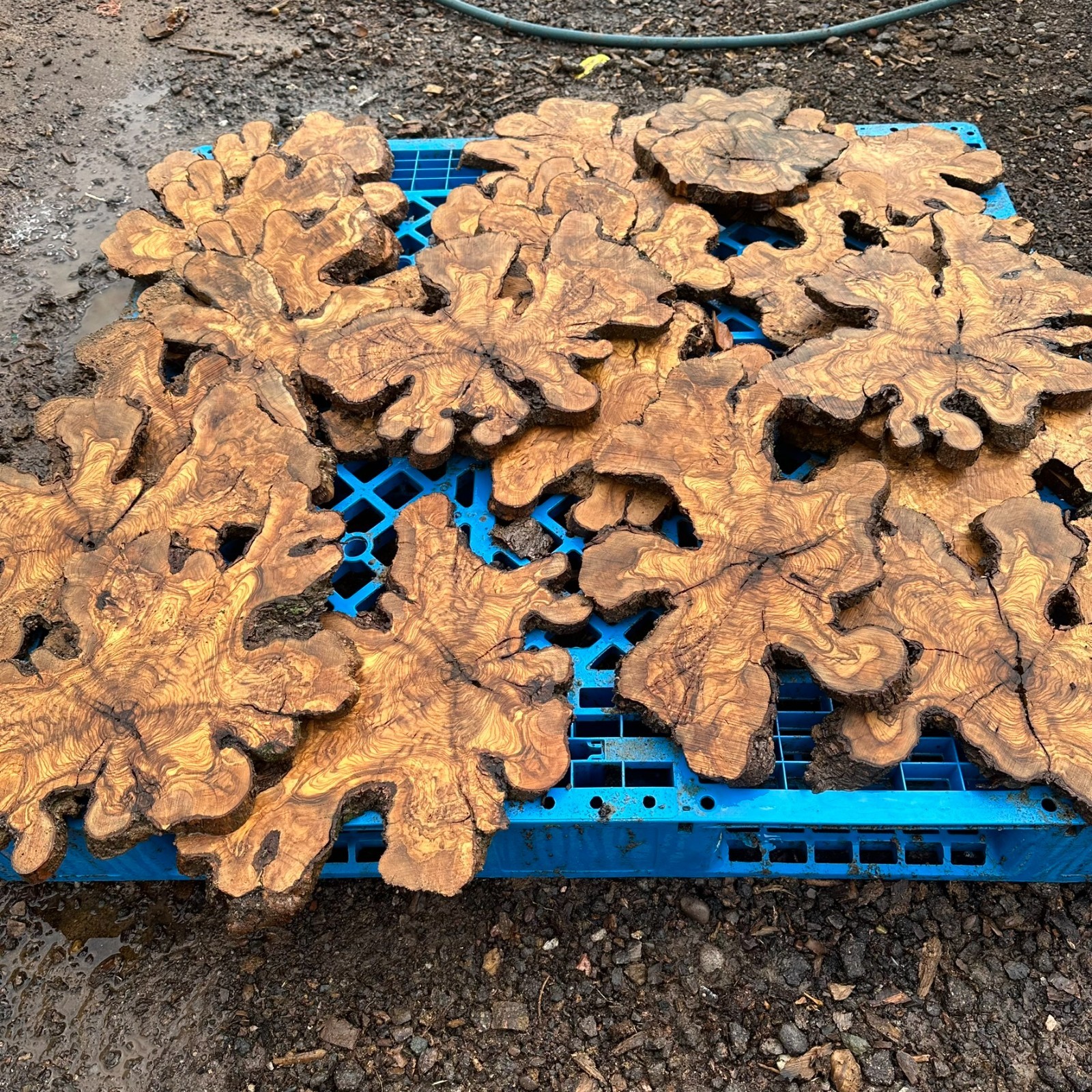 Set of 5 Olive Wood Live Edge Burl Cookies for Resin Projects, Wood Art