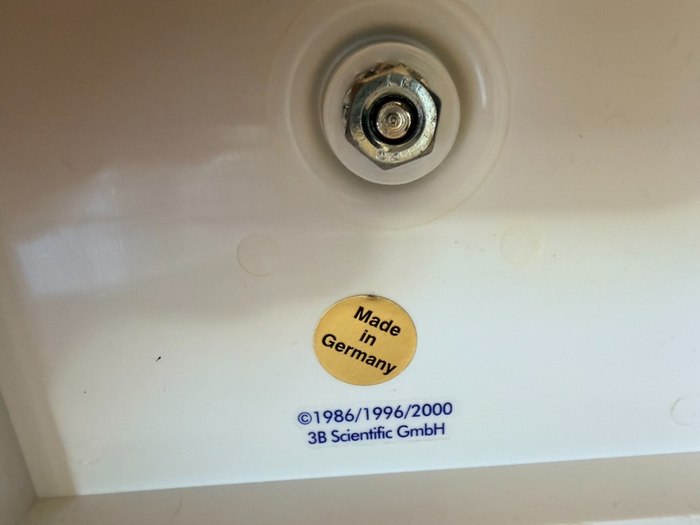 Lumbar Spine Model A74 - 3B Scientific