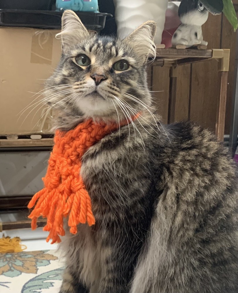 Scarves For Kitty Csts