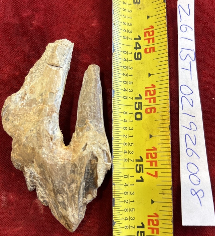 3” Basilosaurus Tooth 40-34 Mil Yrs Old Late Eocene