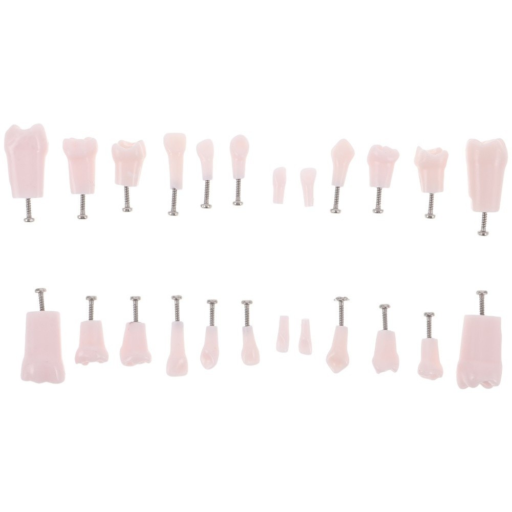 24pcs Typodont Teeth Model Dental Replacement Tooth Artificial Teeth