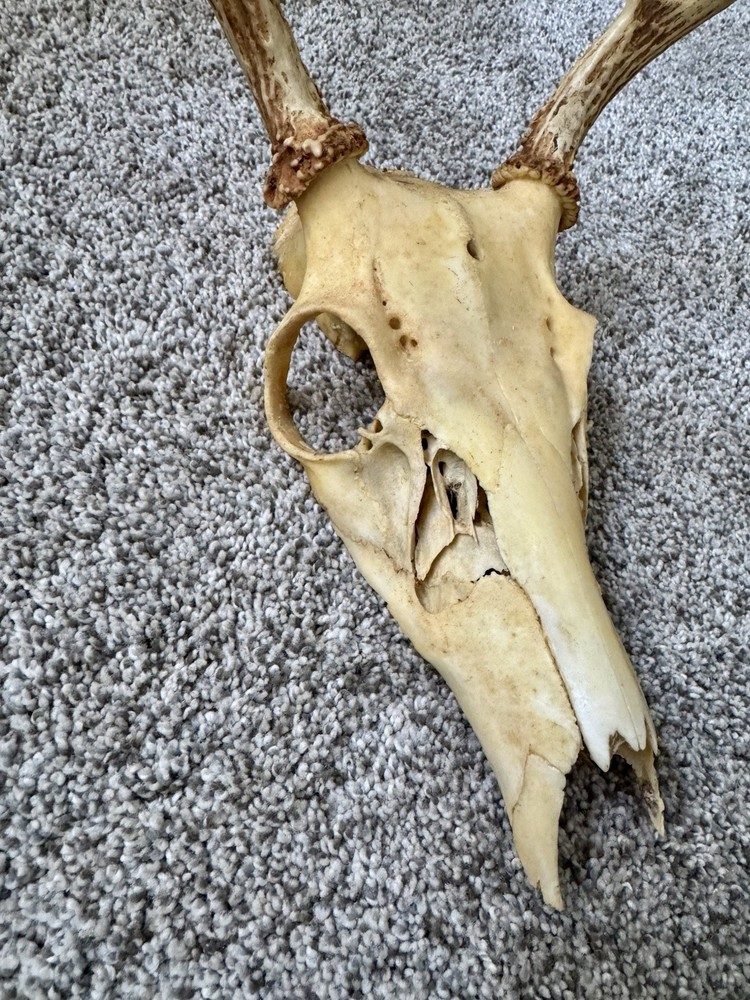 Rustic 7 Point Deer Skull Antler Wall Decor Cabin Mans Cave