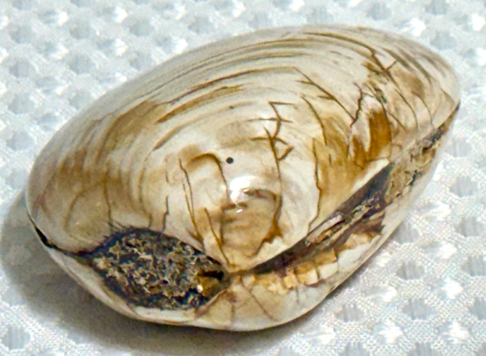 Fossil Clam 162 gr. .36 lb. #643