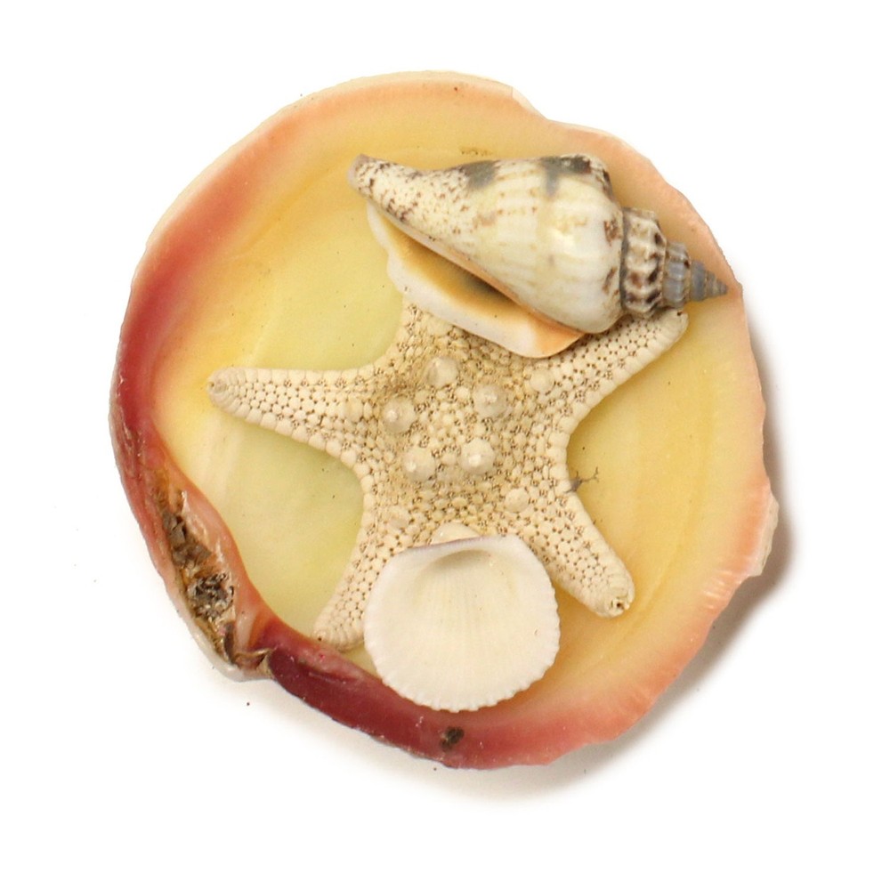 2" Cream Clam With Shells Magnet