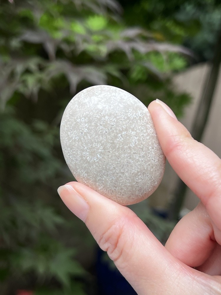 Fossilized Coral Crystal Palmstone AAA+ 7