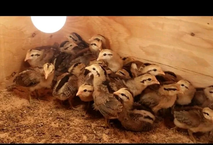 12 Chicken Hatching Eggs.