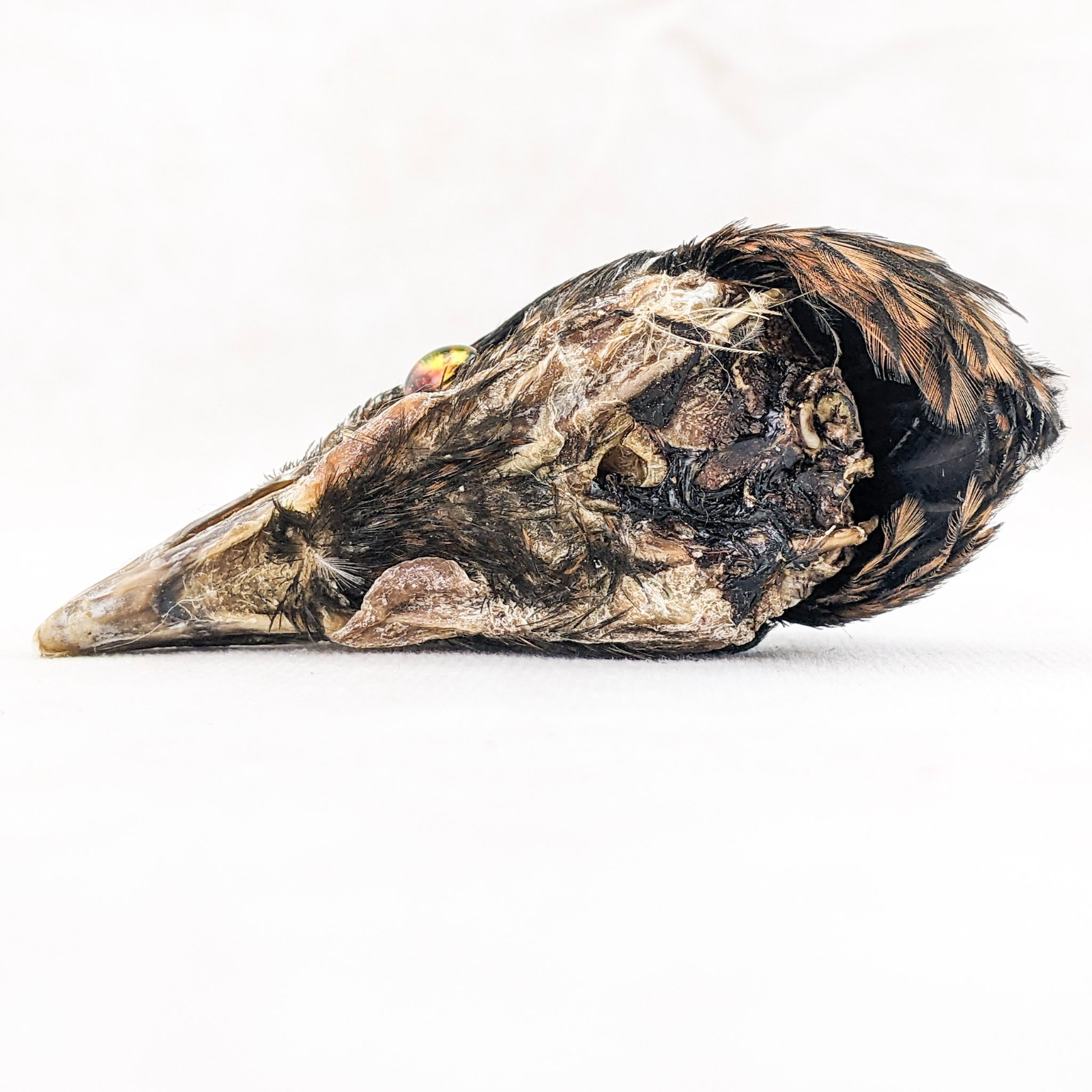 Chicken Rooster head Mount specimen DIY doll Head crafts oddity curiosity bird