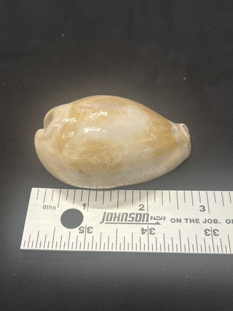 EXTINCT Fossilized COWRIE Shell From Central Florida, Pliocene Era.