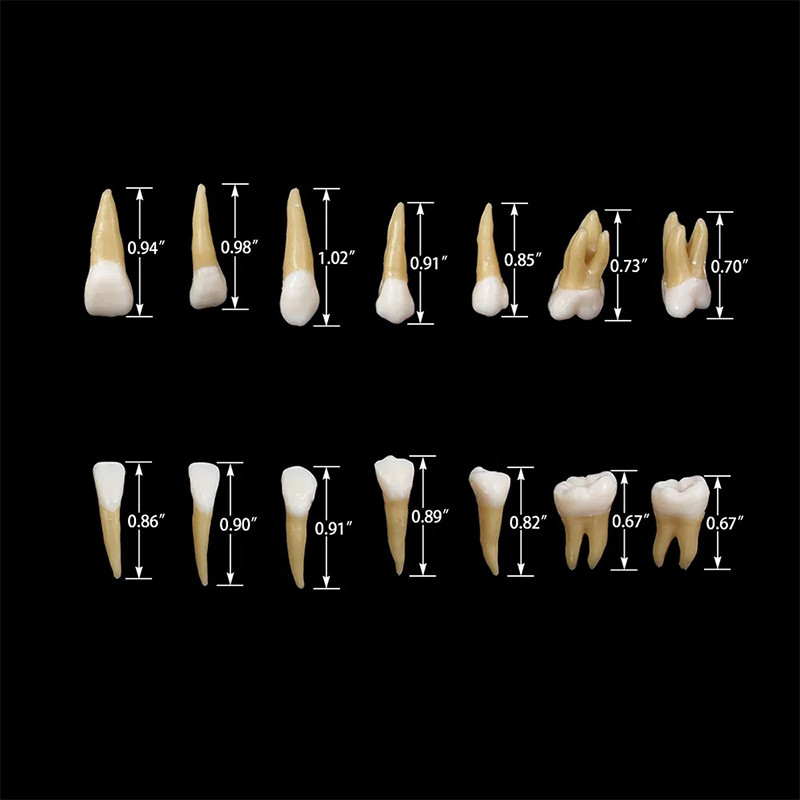 Dental 1:1 Demonstration Permanent Teeth Teach Study Model Full Mouth 28Pcs/Set