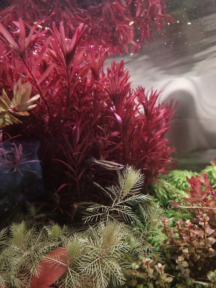 Rotala Blood Red SG