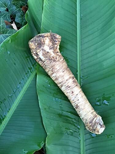 Horseradish Root, Sauget, 1 Pound (Sold by Weight). -Country Creek LLC-