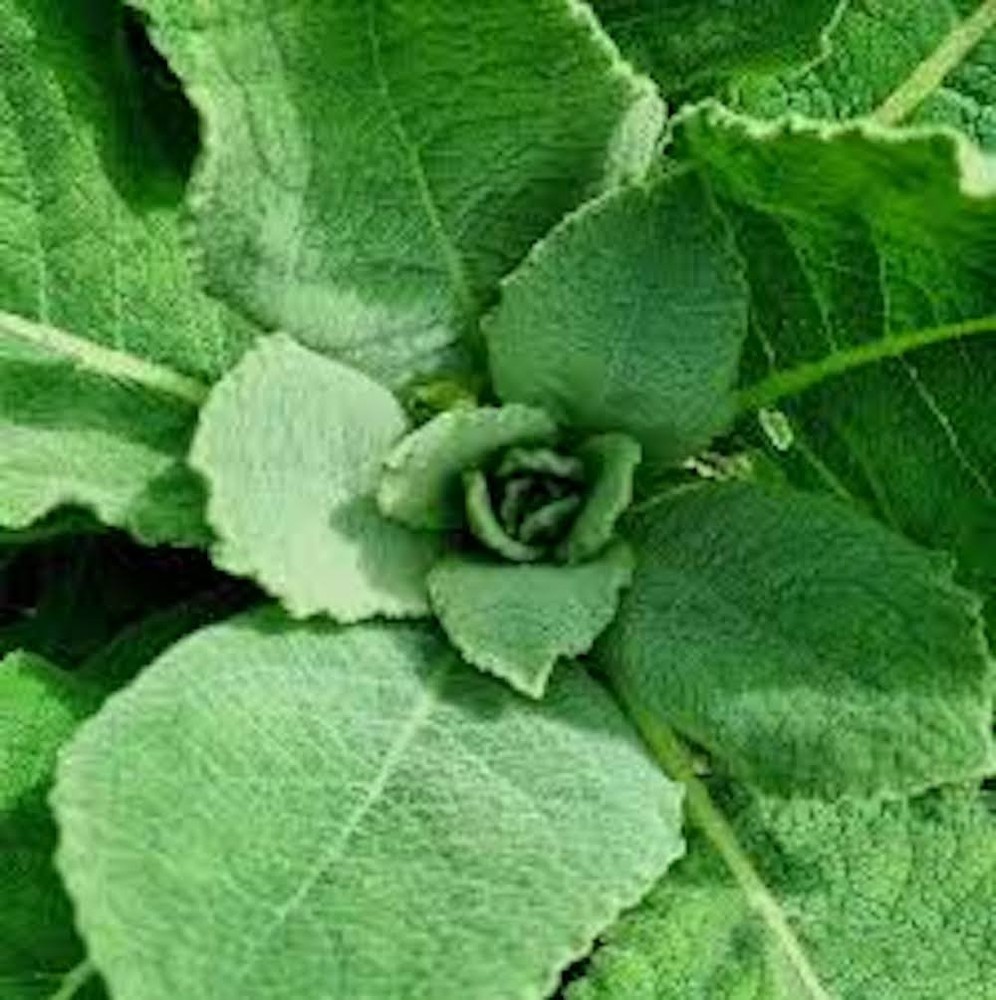 3 Mullein Plant Bare Roots Verbascum Thapsus Native Wildflower