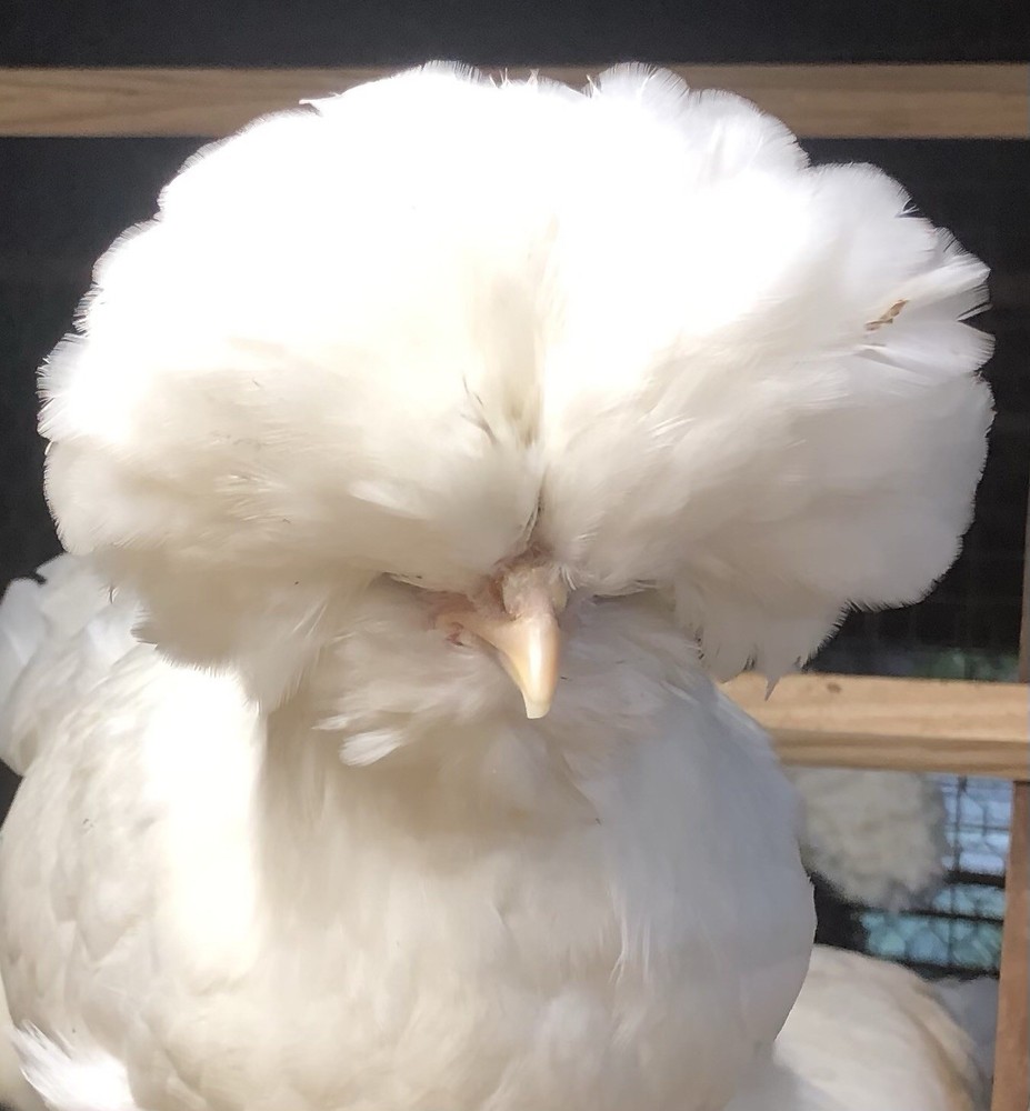 White Polish Frizzle Bantam Hatching Eggs 15+NPIP