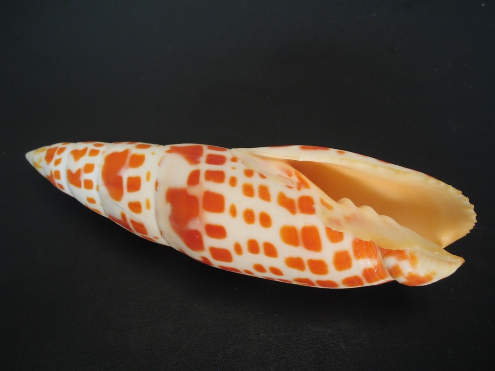 Very Cool...MITRA MITRA~131.7mm~Philippines SEASHELL