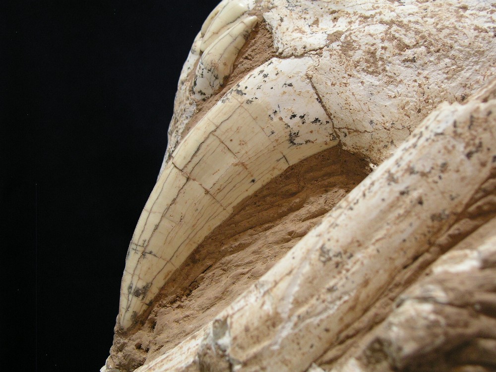 Authentic Saber-Tooth skull matrix