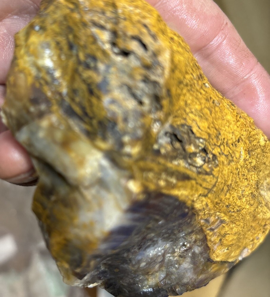 Silver Creek Junction petrified wood