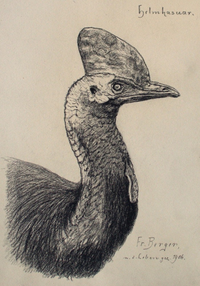 Fritz Berger Drawing Helmkasuar Coal Flinzer Impressionism Signed 1906