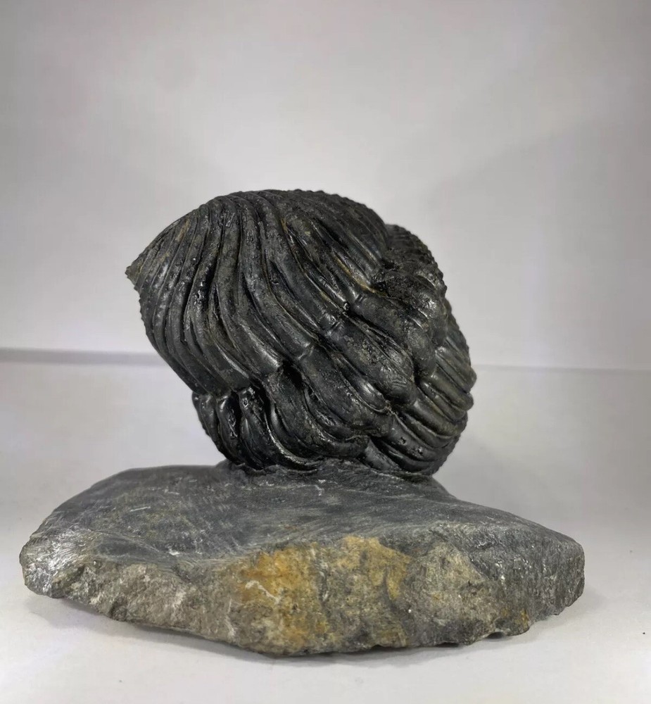 Large Enrolled Drotops megalomanicus Trilobite Fossil Devonian Morocco