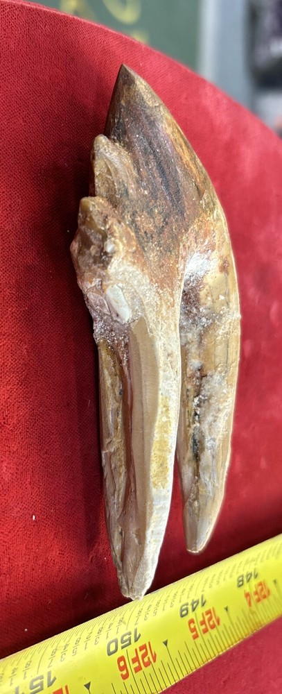 4 1/4” Basilosaurus Tooth 40-34 Mil Yrs Old Late Eocene