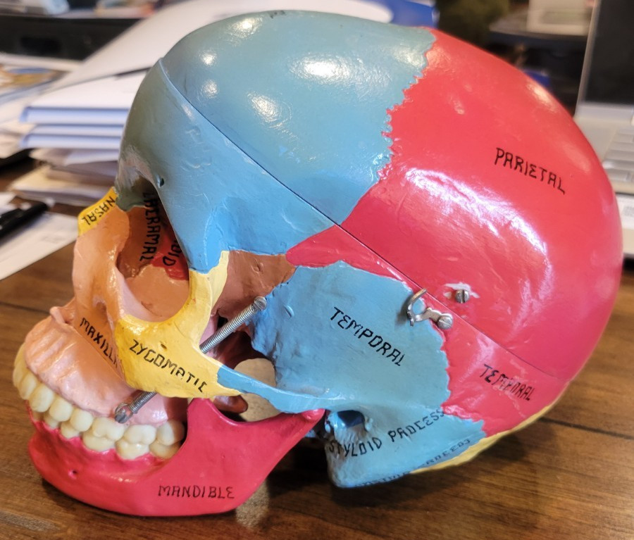 Life-like Artificial Human Skull Anatomical Model MOVEABLE JAW