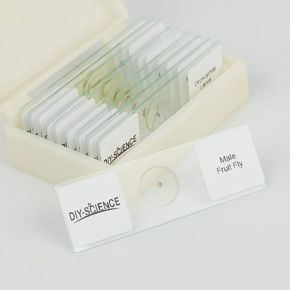 Prepared Whole Insects Microscope Slides Set, 10pcs Specimens for Kids Studen...