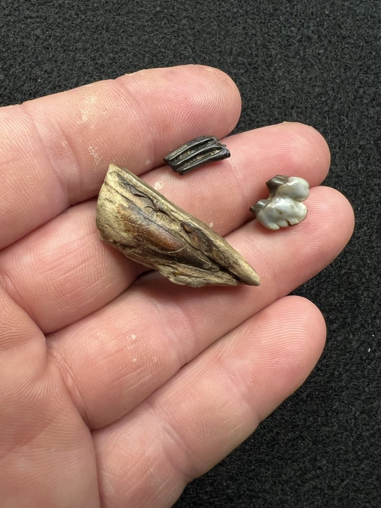 Fossil Mammal Teeth From Mississippi