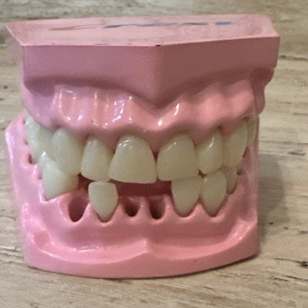 Dental Demonstration Crest Demo Brushing Teeth Model Analysis Study Vintage