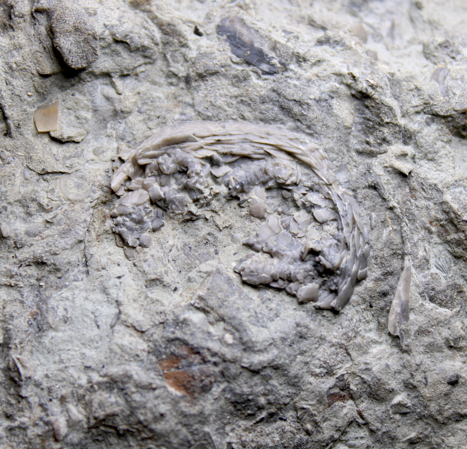 Large Isorophus Edrioasteroid Echinoderm Fossil Ordovician Ohio Corryville Fm