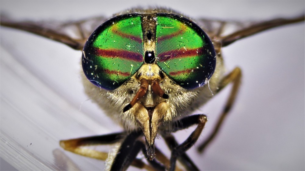 VIP Digital Microscope for Museums, Conservancies, STEM, etc.