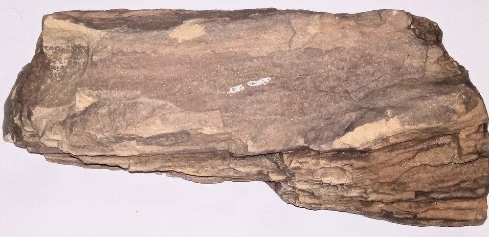 Petrified Wood Log Rough AZ 4 lbs+