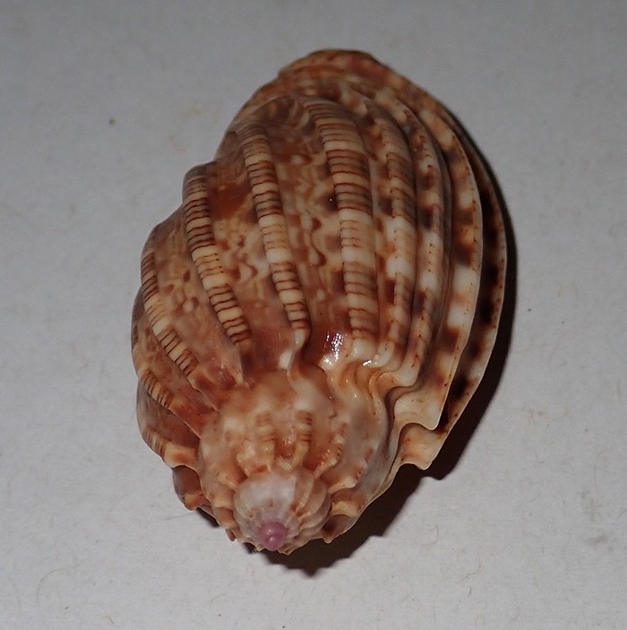 52 mm GREAT PATTERN Harpa Amouretta Harp Seashell #AK2 From Java Island