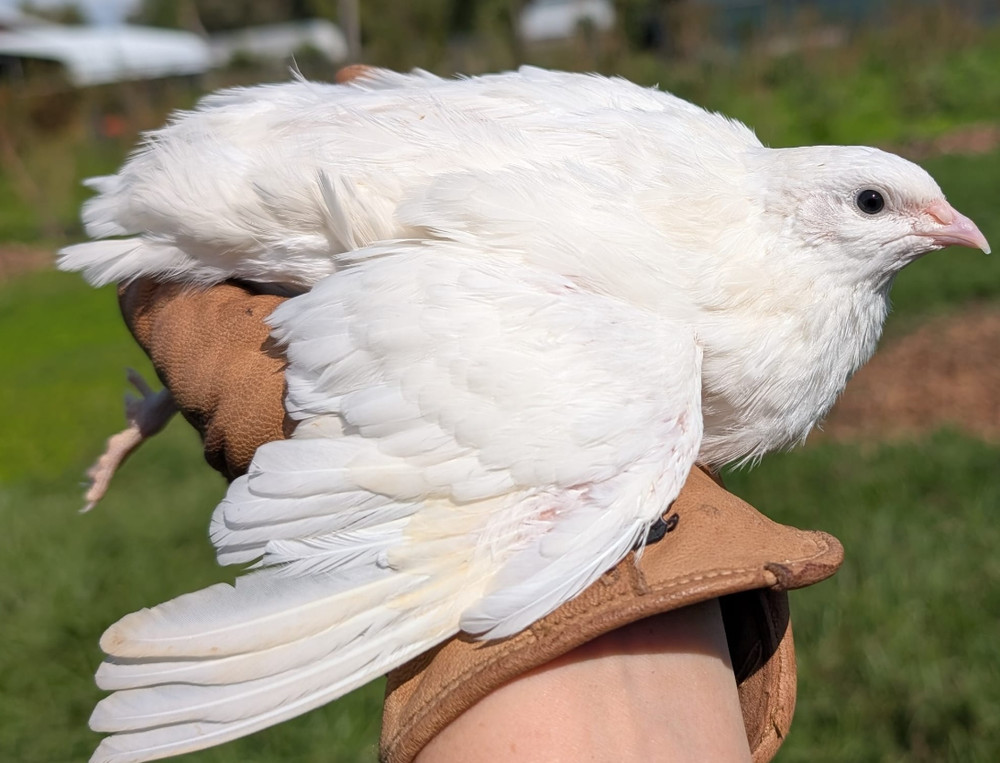 150 ++ Rainbow Coturnix Quail Hatching Eggs NPIP