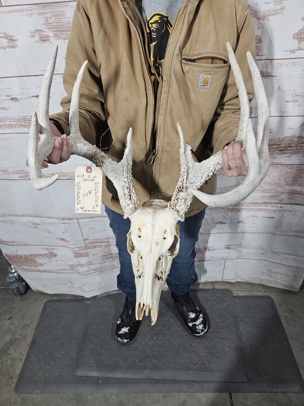 Wild 10 Point Whitetail Deer Antler Rack Horn European Skull Mount Man Cave 138"