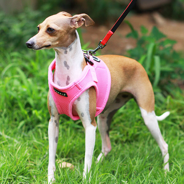 Puppia Mesh Dog Harness Vest No Pull Adjustable Breathable S M L XL XXL 3L AH305