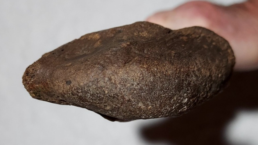 Ice Age Bison Left Ulna Bone Fossil