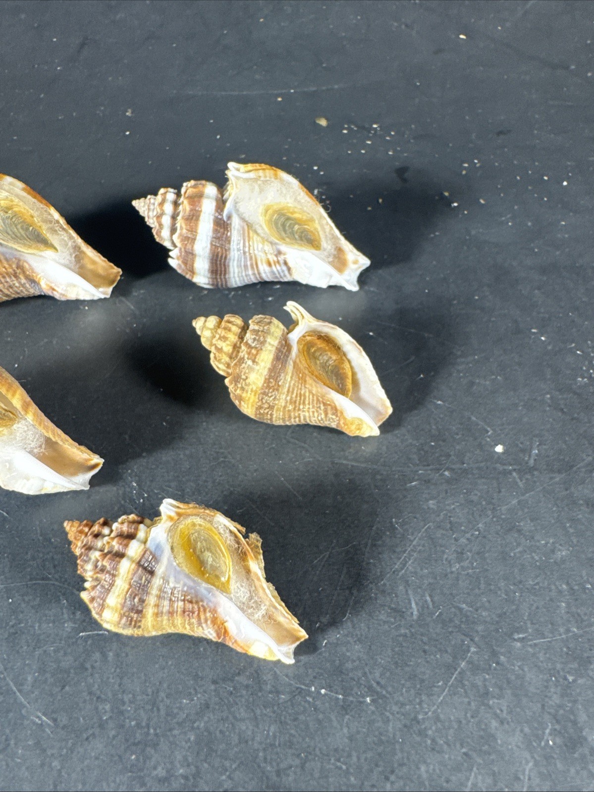 Melongena corona. Collected in Florida Lot Of 5 W/O 36mm To 52mm